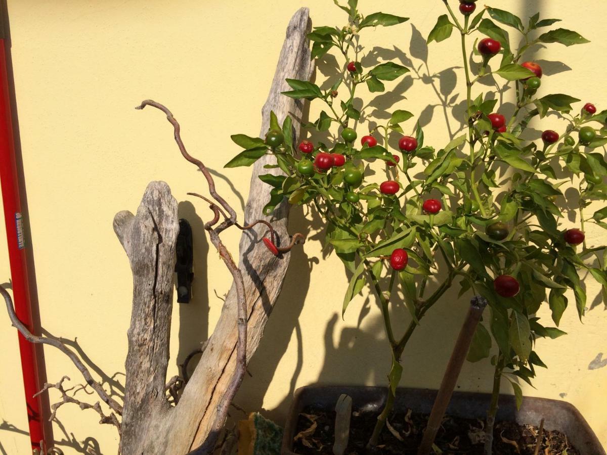 Il Giardino B&B Castelvetro di Modena Exteriér fotografie